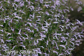 Salvia scabra Saffina IMG_0032